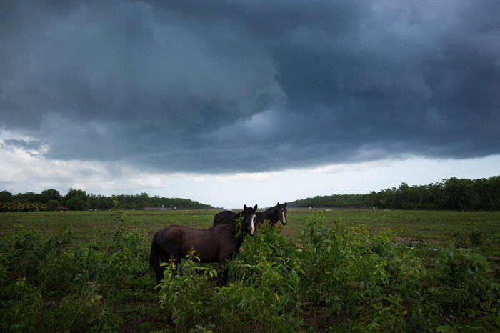 Những con ngựa hoang dã gần khu vực dân cư Pirlangimpi trên đảo Melville - Ảnh: DAVID MAURICE SMITH, OCULI/NG