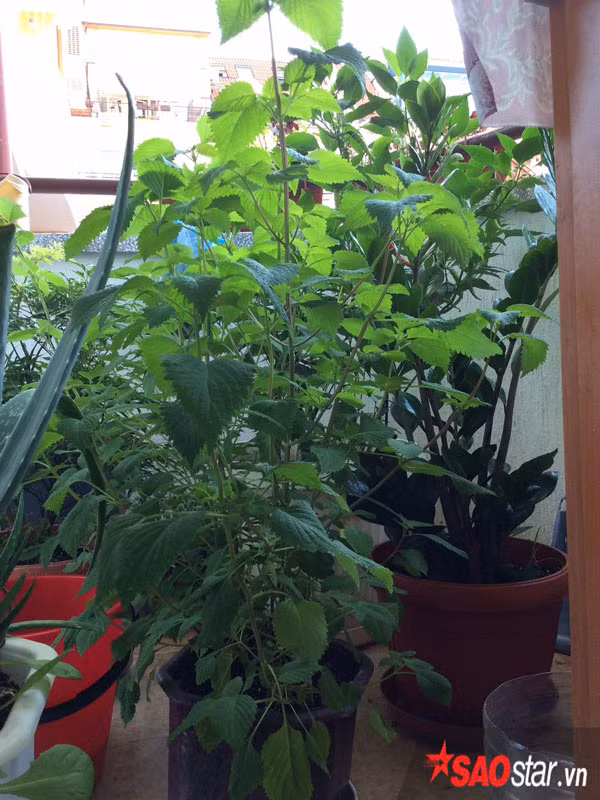  Chị Tuyết rất thích ban công của mình, vừa có rau ăn vừa được ngắm hoa và cho gia đình chị những phút giây thư giãn khi thức dạy hay lúc hoàng hôn.