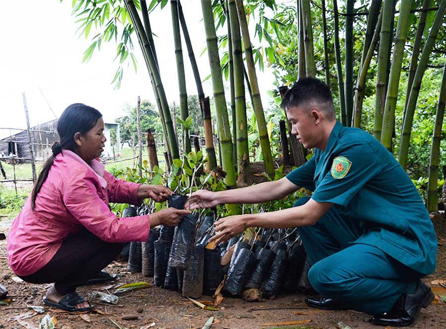  Người dân làng Ia Bia được hỗ trợ giống cây điều để trồng. Ảnh: P.L