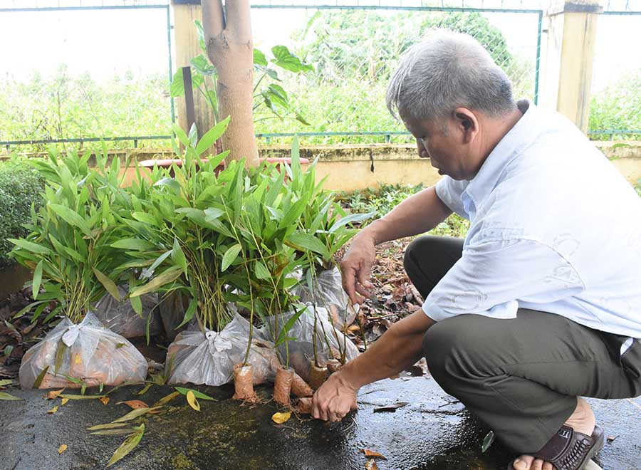  Cán bộ Kiểm lâm huyện Chư Pưh kiểm tra cây giống để cấp cho người dân trồng rừng. Ảnh: L.N