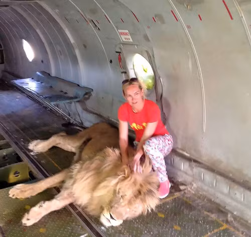 Sau bức ảnh này, nữ du khách Olga Solomina đã bị sư tử tấn công. Ảnh: Mirror.