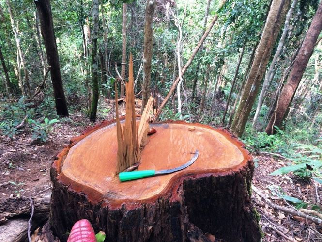  Đây là một trong số rất nhiều cây gỗ vừa bị cắt hạ, trong khi kiểm lâm Kon Rẫy nói 