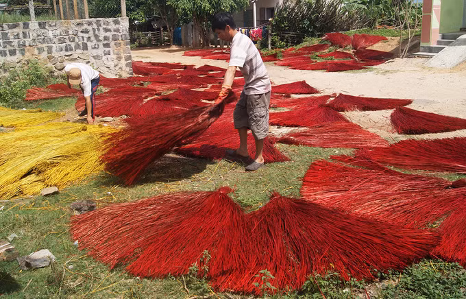 Phơi cói cần nắng tốt thì màu mới được tươi, đẹp.