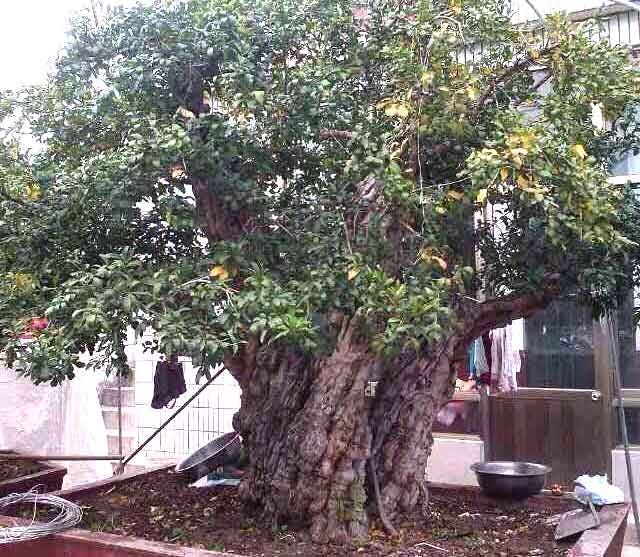 Hình ảnh cây lựu mới được đưa về có chiều cao 2,5m, đường kính tán 3m Hình ảnh cây lựu mới được đưa về có chiều cao 2,5m, đường kính tán 3m