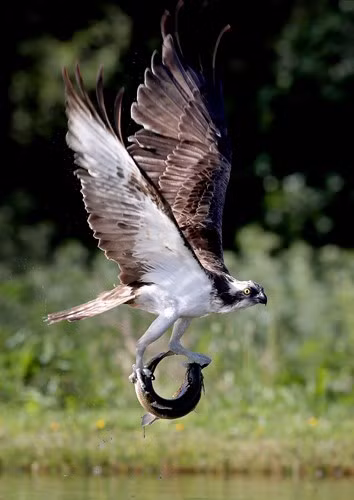 Một chú chim ưng biển bắt một chú cá hồi Rainbow trong hồ gần Aviemore ở Cairngorms.