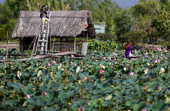 Giữa đầm sen, người chủ thiết kế nhà tranh, cầu khỉ, bắc ván và thang để du khách dễ dàng chụp ảnh. Phí vào cổng của mỗi người là 30.000 đồng.