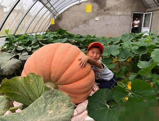 Chiều dài của bí ngô khổng lồ lớn hơn chiều dài cánh tay của một đứa trẻ 5 tuổi. (Ảnh: Sina)