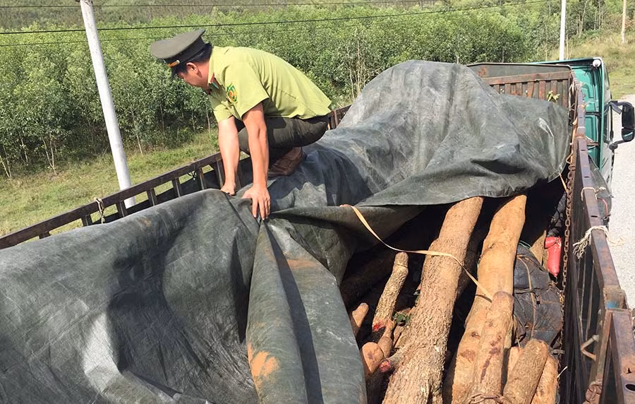  Kiểm lâm tỉnh đang tạm giữ phương tiện và 34 cây gỗ giáng hương, vú sữa để điều tra làm rõ nguồn gốc. Ảnh: N.T