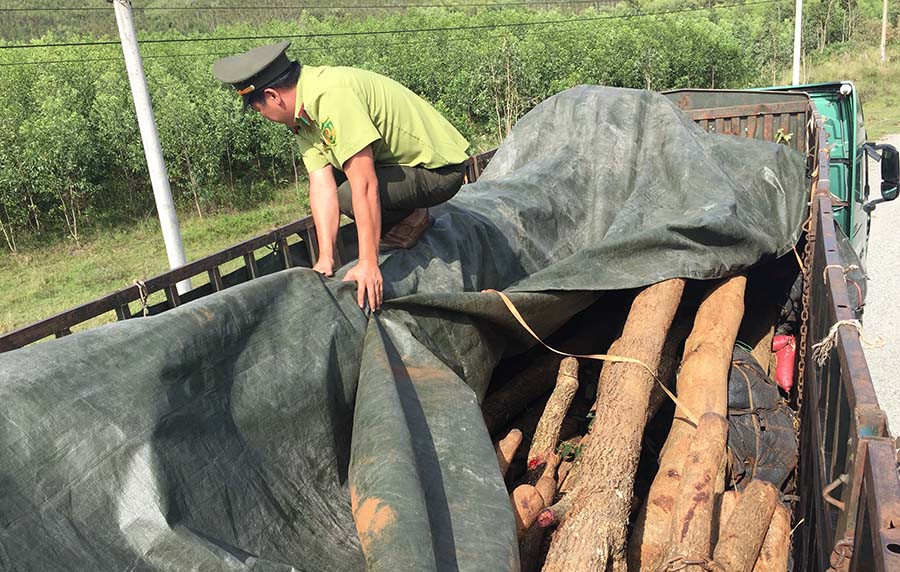  Kiểm lâm tỉnh đang tạm giữ phương tiện và 34 cây gỗ giáng hương, vú sữa để điều tra làm rõ nguồn gốc. Ảnh: N.T