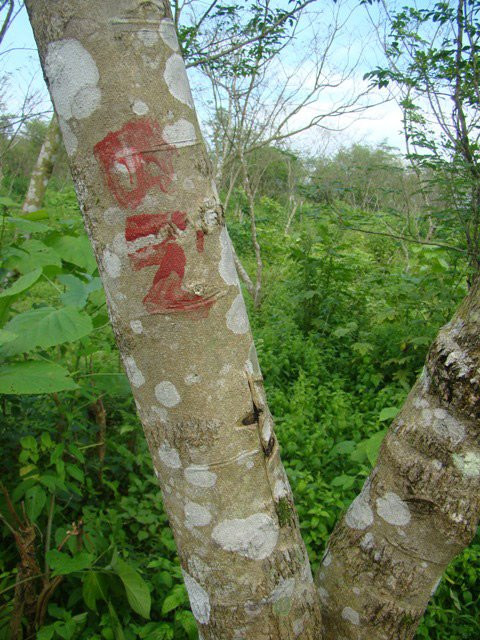 Người Arem ghi tên vào thân cây để đánh dấu, phục vụ cho việc bảo tồn