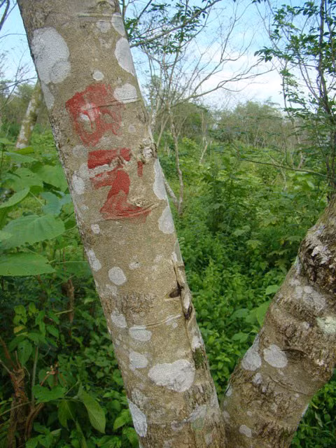 Người Arem ghi tên vào thân cây để đánh dấu, phục vụ cho việc bảo tồn