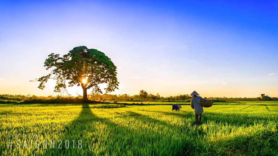 "Thăm đồng", ảnh chụp tại cầu Minh Cầm, xã Mai Hoá (Tuyên Hoá, Quảng Bình), tác giả Trương Thiên Bình.