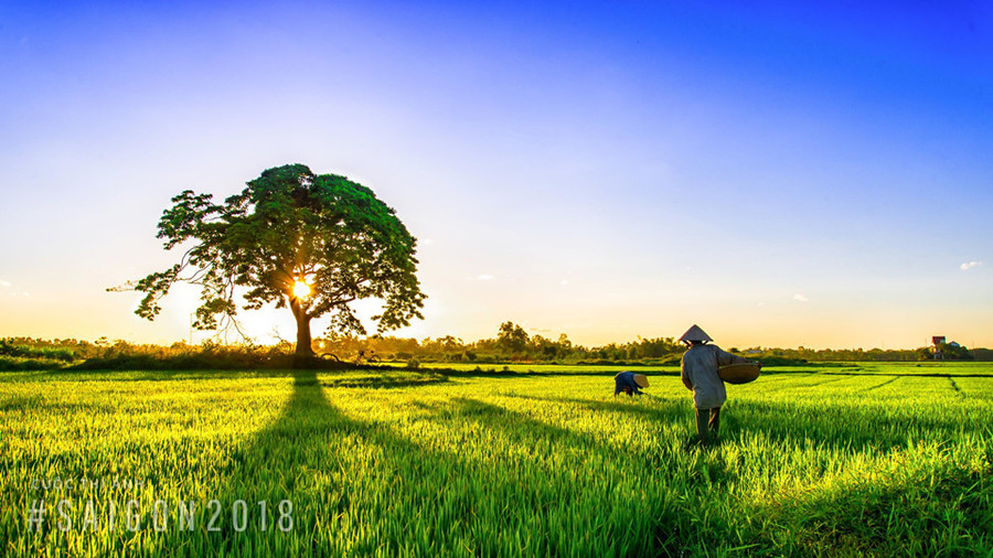 "Thăm đồng", ảnh chụp tại cầu Minh Cầm, xã Mai Hoá (Tuyên Hoá, Quảng Bình), tác giả Trương Thiên Bình.
