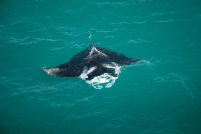 Một con cá đuối hai miệng với sải vây khoảng 3m bơi trên làn nước quần đảo Tiwi được nhìn từ trực thăng - Ảnh: DAVID MAURICE SMITH, OCULI/NG