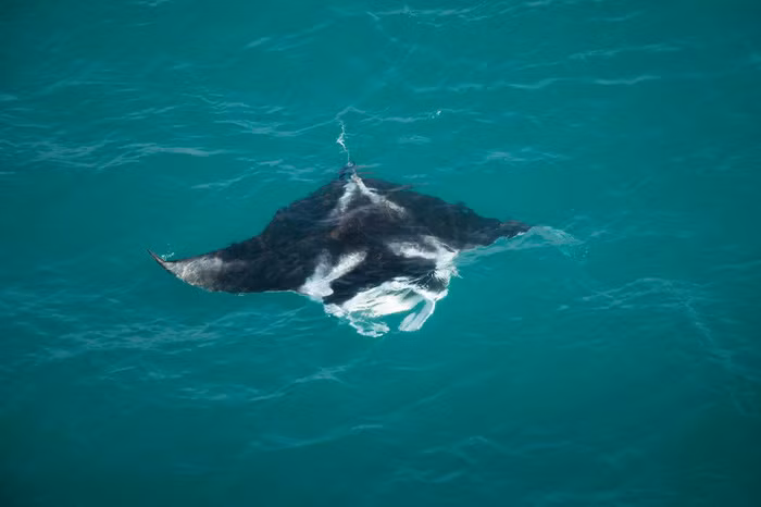 Một con cá đuối hai miệng với sải vây khoảng 3m bơi trên làn nước quần đảo Tiwi được nhìn từ trực thăng - Ảnh: DAVID MAURICE SMITH, OCULI/NG