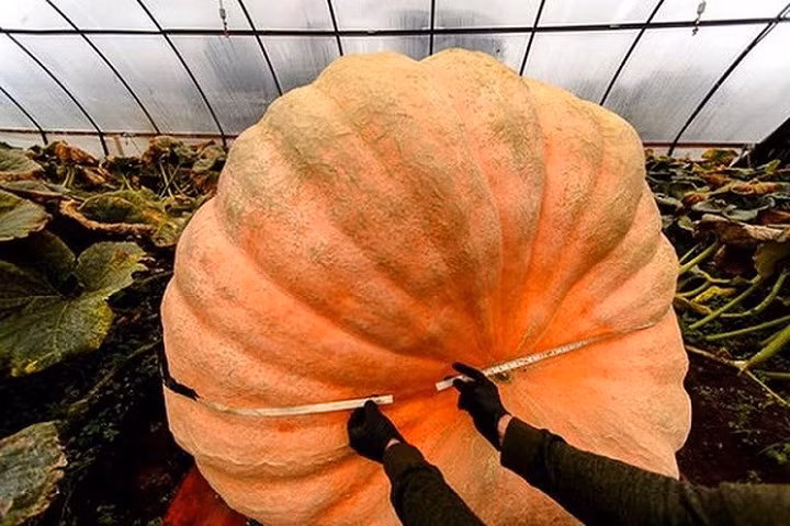 Thông thường những quả bí ngô thế này sẽ phát triển trong vòng 100 ngày, nhưng quả bí đặc biệt này phát triển trong 115 ngày. (Ảnh: SFGate)