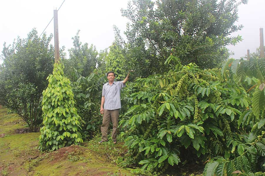  Người dân xã Gào chủ yếu trồng cây công nghiệp dài ngày như cà phê, hồ tiêu. Ảnh: N.D