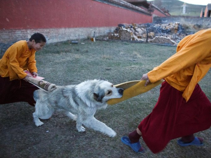 ...và chơi đùa với chó sau giờ tụng kinh buổi tối.  ...và chơi đùa với chó sau giờ tụng kinh buổi tối.
