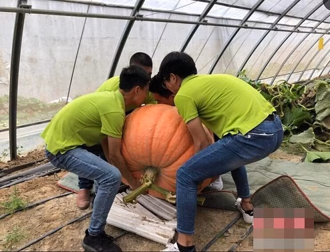 Mới đây, tại vùng nông nghiệp mới thuộc Dương Hà, Túc Thiên, Giang Tô, Trung Quốc, du khách và người dân trong vùng có dịp được chiêm ngưỡng một quả bí ngô khổng lồ nặng đến 117 kg. Được biết, đây là sản phẩm của kỹ thuật trồng trọt mới. (Ảnh: Sina)