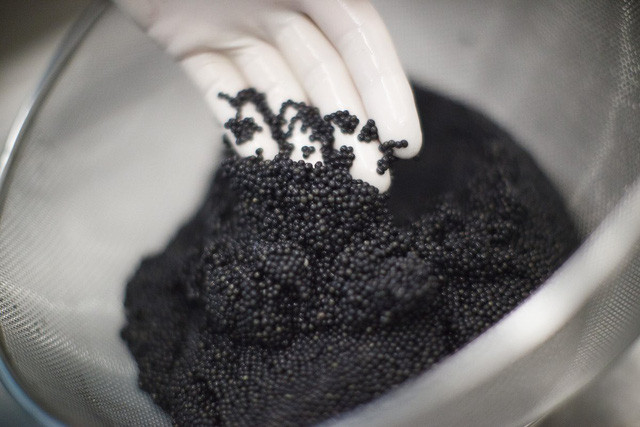  Một con cá có 3kg trứng, có thể đáp ứng bữa tiệc cho khoảng hơn 100 khách