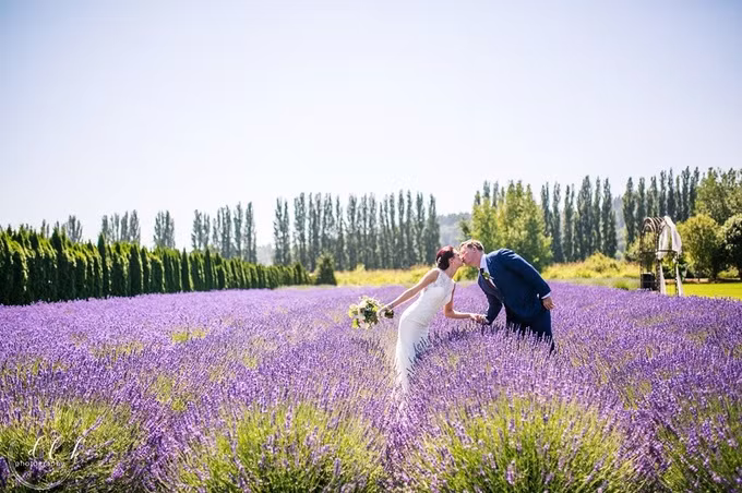 Woodinville Lavender được quy hoạch theo mô hình trang trại và chia ra thành nhiều cánh đồng hoa khác nhau từ năm 2009. Từ tháng sáu đến hết tháng tám - thời điểm hoa oải hương nở rộ, nơi đây luôn tấp nập người ra vào. Nhiều đôi tình nhân Mỹ và các nước lân cận tìm đến để ghi lại khoảnh khắc hạnh phúc. Họ tin rằng loài hoa tím này có ý nghĩa tượng trưng cho tình yêu chung thủy, nguyện thề son sắt.