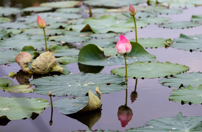  Những ngày khác trong năm, sen vẫn nở nhưng không đều.