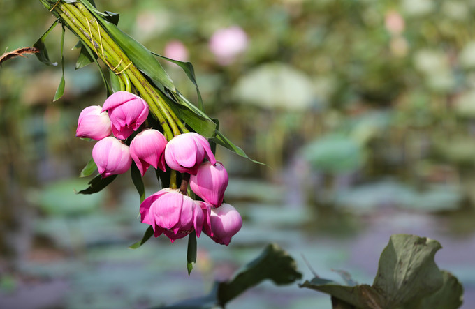  Những bó hoa được hái sẵn cho các bạn nữ thoải mái tạo dáng với sen, giá 5.000 đồng một bông.