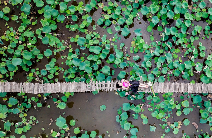 "Em ở huyện Hóc Môn, phải chạy xe gần 40 km mới đến được đây, để một lần chụp hình thỏa thích với sen. Ở Sài Gòn rất khó kiếm được cả một đầm sen rộng như vậy", Kiều Ái, 27 tuổi, cho biết.