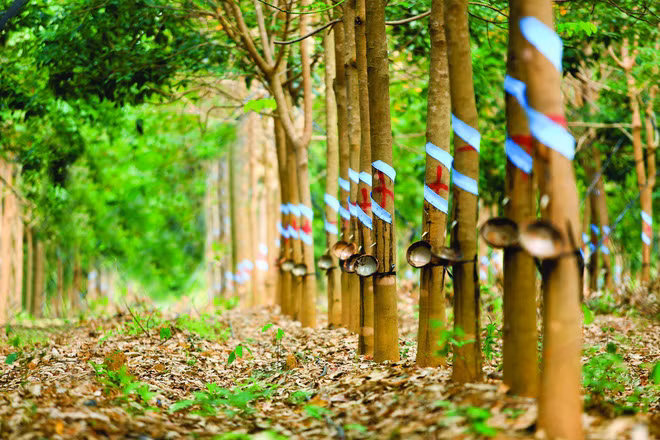 Dự án trồng cao su của Hoàng Anh Gia Lai