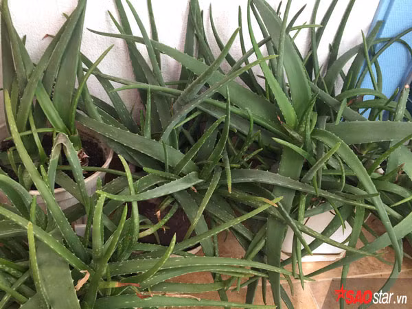 Mùa đông nơi chị sinh sống rất lạnh nên chị thường cất hết những cây không chịu được lạnh vào trong nhà, chỉ những cây chịu lạnh tốt chị mới để ngoài trời. Khi tiết trời ấm áp hơn, chị lại mang cây ra ban công trồng.