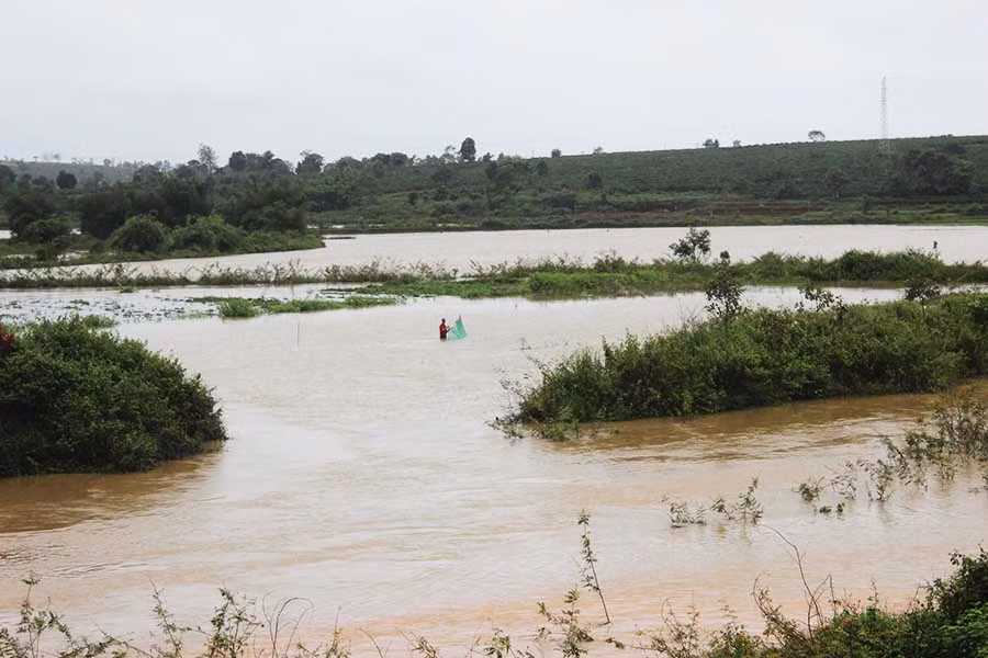  Lua nước đang trong giai đoạn mạ non bị ngập nặng tại xã Hà Bầu-ảnh Nguyễn Diệp