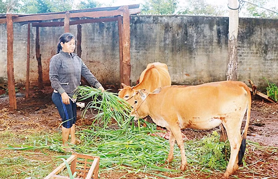  Bà Rơ Mah Hồng Uyên (xã Ia Hrú, huyện Chư Pưh) cho bò ăn. Ảnh: N.H
