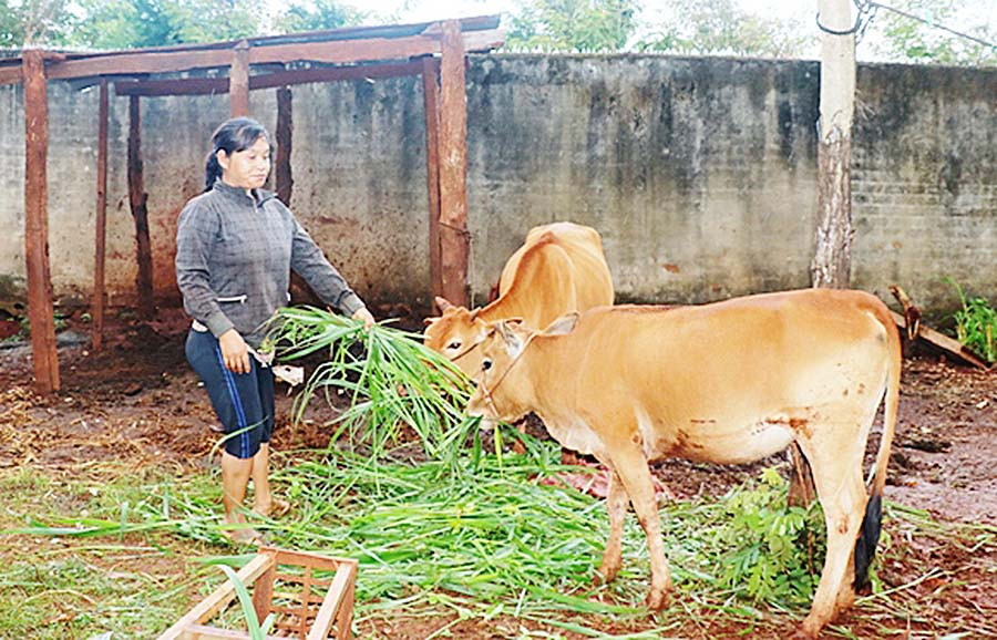  Bà Rơ Mah Hồng Uyên (xã Ia Hrú, huyện Chư Pưh) cho bò ăn. Ảnh: N.H