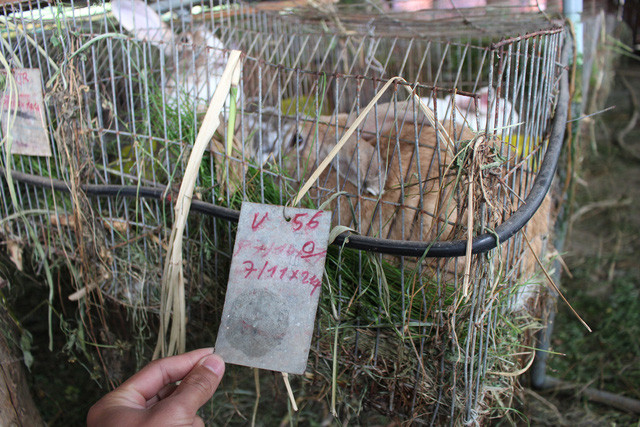 Mỗi chuồng thỏ sinh sản đều được gắn một mã thẻ để theo dõi. Mỗi chuồng thỏ sinh sản đều được gắn một mã thẻ để theo dõi.