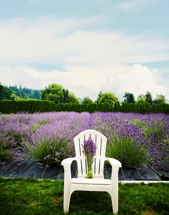Những ngày cao điểm, hàng trăm đôi uyên ương đến đặt lịch chụp ảnh cưới. Chủ trang trại sẽ phân phối hợp lý nhằm đảm bảo sự riêng tư cho mọi người. 