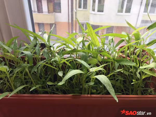  Trong khu vườn nhỏ của chị Tuyết có khá nhiều loài rau Việt Nam như lô hội, húng, rau muống, rau cải, sả… Tất cả đều dùng để phục vụ bữa ăn hương vị Việt cho gia đình.