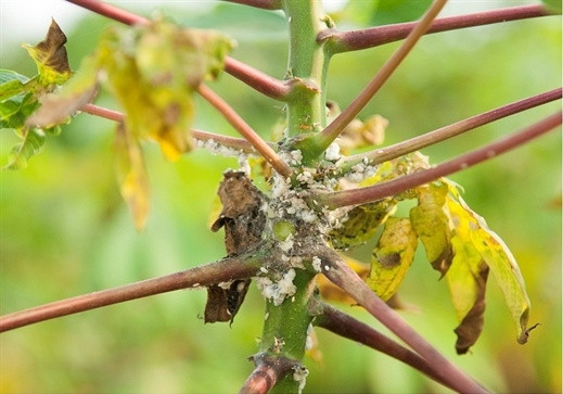 Hình ảnh cây sắn bị rệp sáp bột hồng gây hại