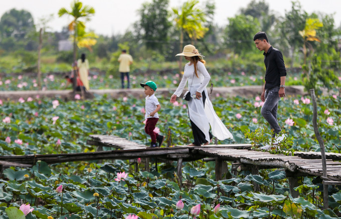  Những dịp sen nở rộ, mỗi ngày chủ đầm đón khoảng 50 du khách. Vào dịp cuối tuần, số người đến tham quan tăng lên nhiều.