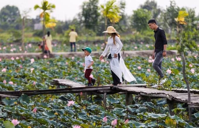  Những dịp sen nở rộ, mỗi ngày chủ đầm đón khoảng 50 du khách. Vào dịp cuối tuần, số người đến tham quan tăng lên nhiều.