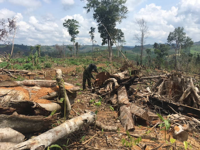 Một vụ phá rừng xảy ra ở lâm phần quản lý - Công ty CP Địa ốc Khang Nam ở xã Quảng Trực, huyện Đắk G’Long Một vụ phá rừng xảy ra ở lâm phần quản lý - Công ty CP Địa ốc Khang Nam ở xã Quảng Trực, huyện Đắk G’Long