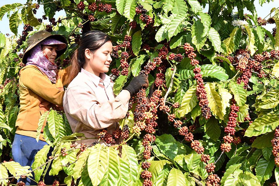Thay đổi tập quán canh tác theo hướng bền vững giúp nâng cao năng suất cây cà phê. Ảnh: Đức Thụy