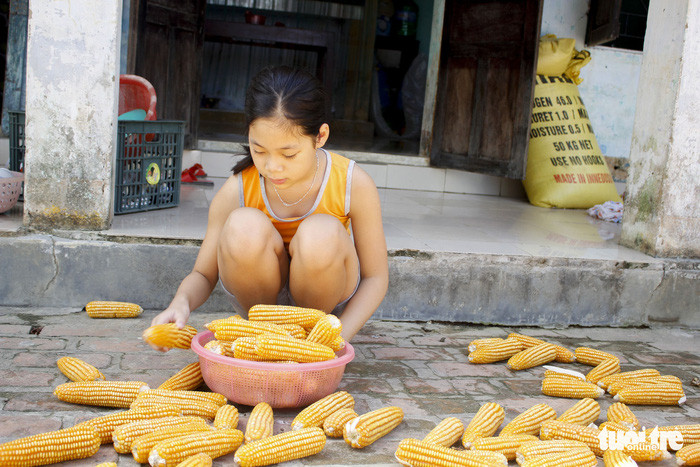  Số bắp này được My phơi khô để bán kiếm tiền mua dụng cụ học tập