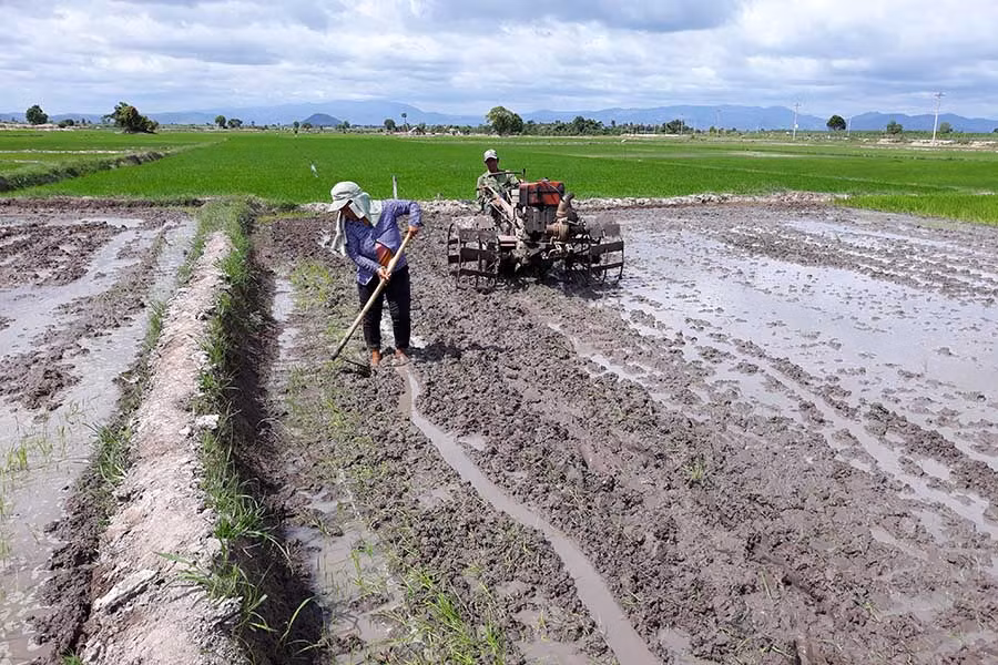  Nhiều diện tích đất lúa rẫy ở xã Ia Kdăm được chuyển sang làm lúa thủy lợi khi dự án giảm nghèo đầu tư kênh mương. Ảnh: Mai Linh