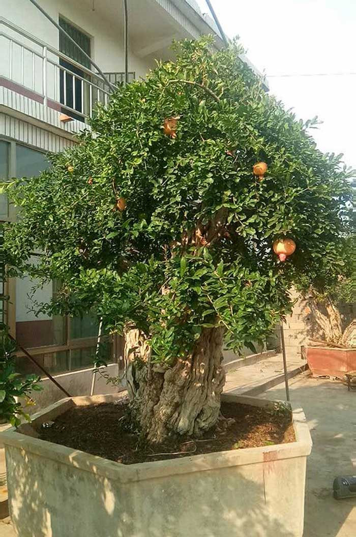 Cây lựu được mệnh danh là "lựu hoàng đế" của ông Minh Cây lựu được mệnh danh là