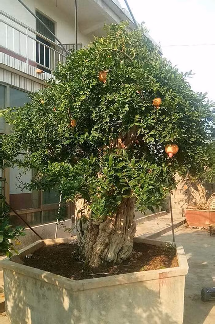 Cây lựu được mệnh danh là 