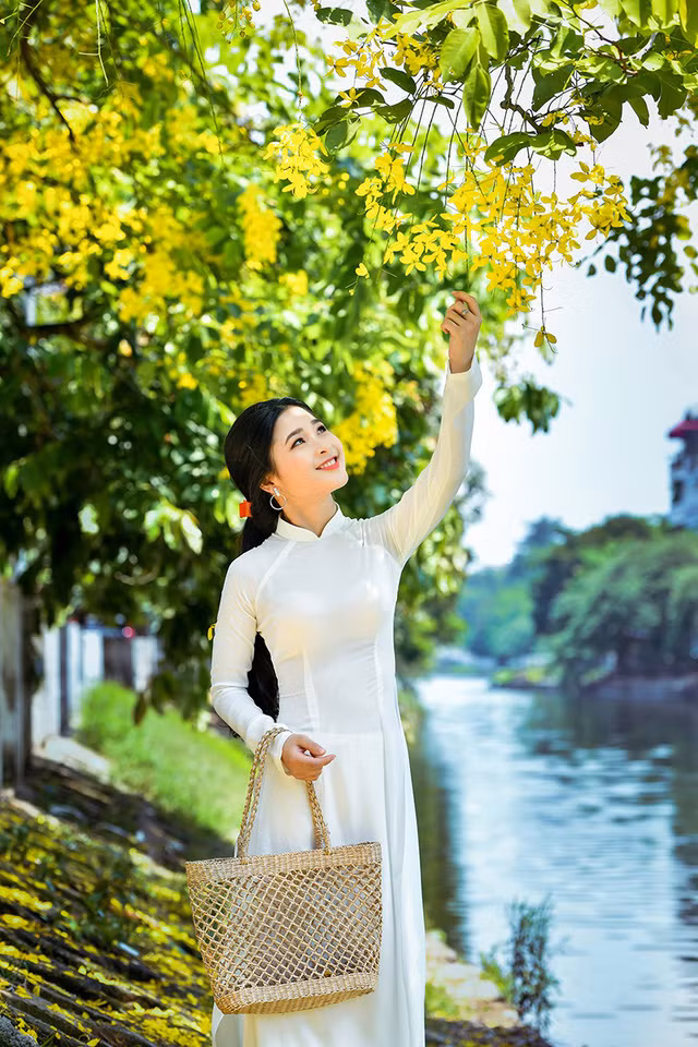 Vẻ đẹp của cô gái xứ Nghệ như tỏa sáng rực rỡ hơn dưới sắc vàng của hoa hoàng yến. Vẻ đẹp của cô gái xứ Nghệ như tỏa sáng rực rỡ hơn dưới sắc vàng của hoa hoàng yến.