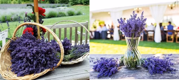 Hoa oải hương được tận dụng để tạo thành đạo cụ hay vật trang trí đám cưới.