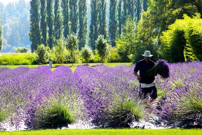 Khi tham quan hay tới chụp ảnh, du khách cũng có thể tự tay thu hoạch lavender và đem về trưng bày với giá 5 USD cho một bó nhỏ.