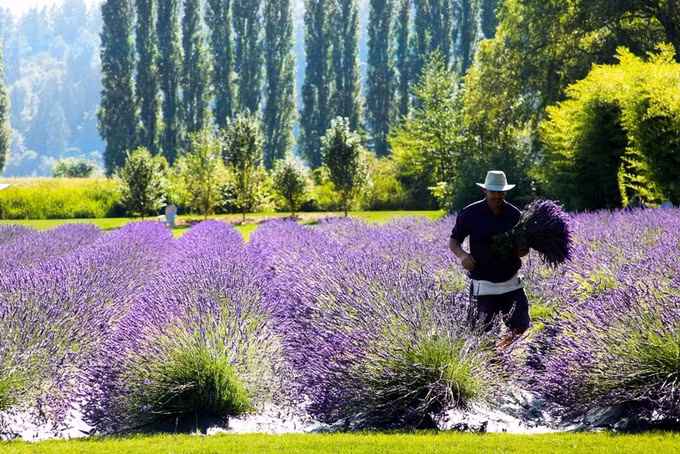Khi tham quan hay tới chụp ảnh, du khách cũng có thể tự tay thu hoạch lavender và đem về trưng bày với giá 5 USD cho một bó nhỏ.
