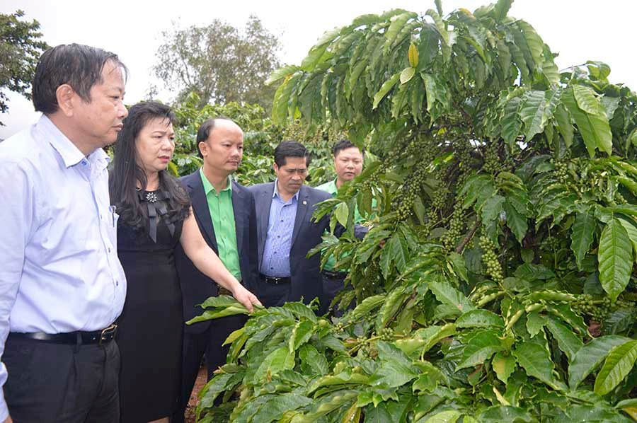 Thăm mô hình vườn cây của Công ty Cà phê Ia Sao 2. Ảnh: Đ.Y
